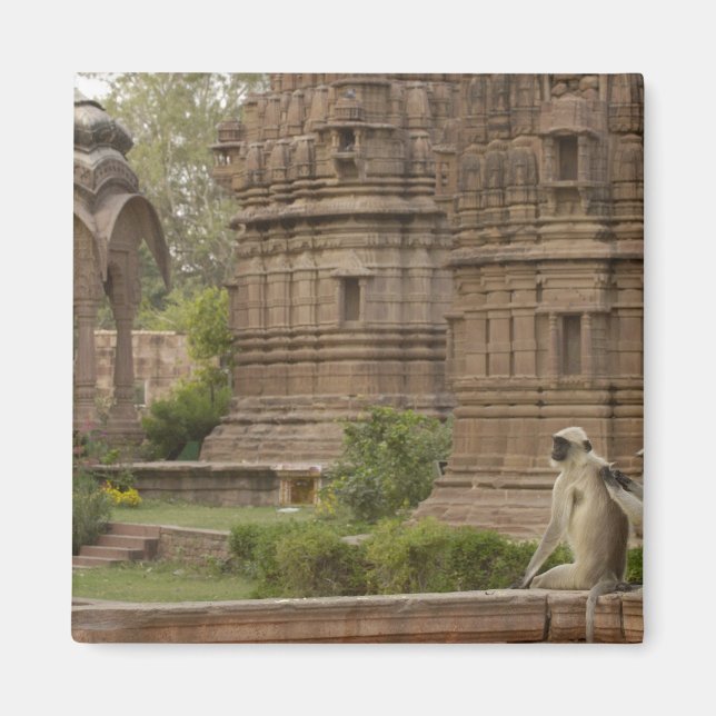 Aimant Langurs d'Hanuman ou langurs à face noire, communs (Devant)