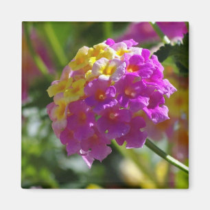 Aimant Lantana