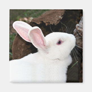 aimant lapin