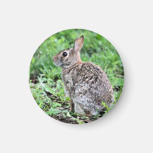 Aimant Lapin (Devant)