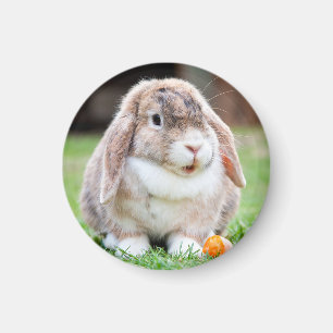 Aimant lapin à oreilles de lop mignon