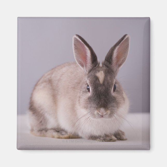 Aimant lapin, arrière - plan simple, animal, table blanch (Devant)