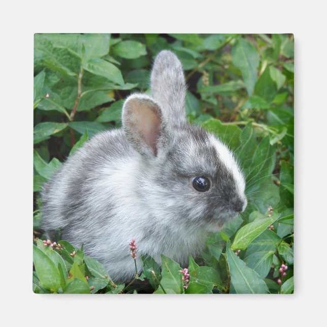 Aimant lapin bébé (Devant)