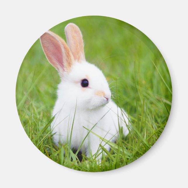 Aimant Lapin blanc (Devant)