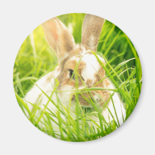 Aimant Lapin blanc3