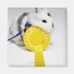 Aimant Lapin blanc et noir sur la laisse bleue avec le