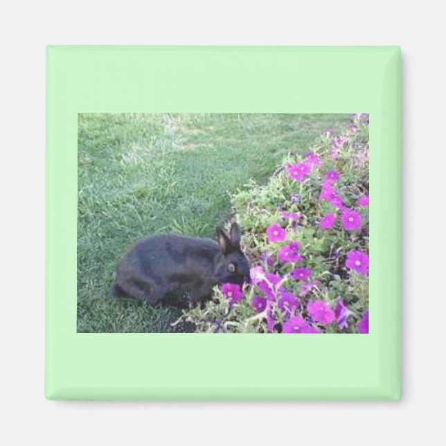 Aimant Lapin dans le jardin (Devant)