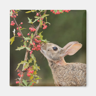Aimant Lapin de l'Est Sud du Texas