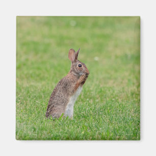 Aimant Lapin debout dans l'herbe et l'air timide