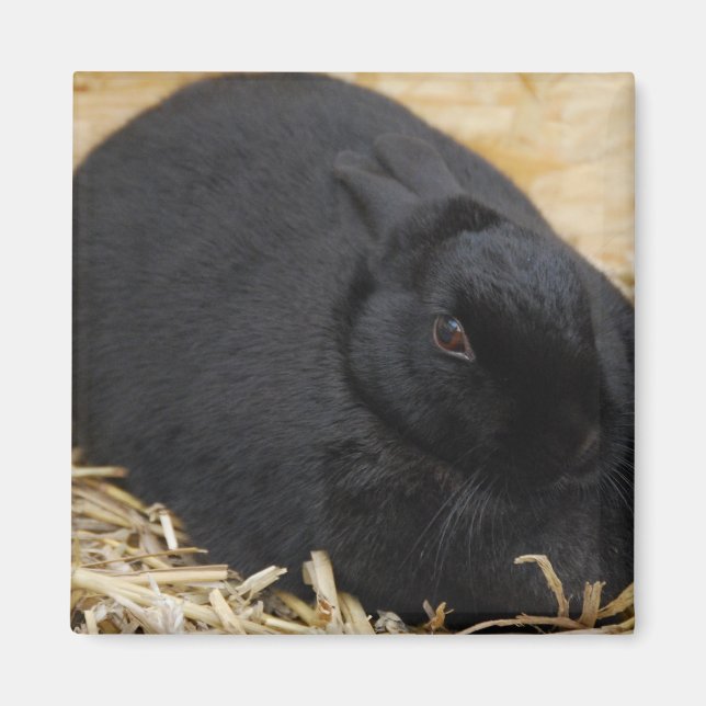 Aimant Lapin noir (Devant)