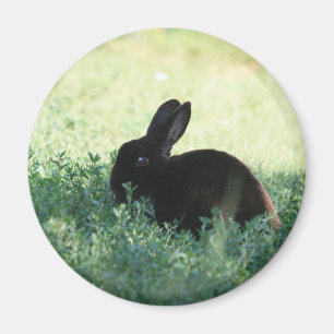 Aimant Lapin noir de Lil