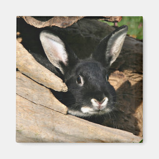Aimant Lapin noir en rond