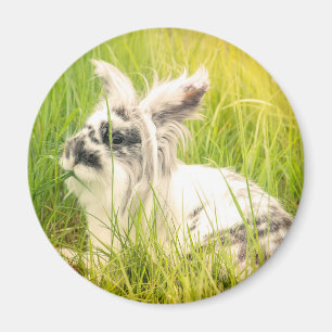 Aimant Lapin noir et blanc