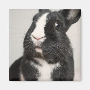 Aimant Lapin noir et blanc surpris