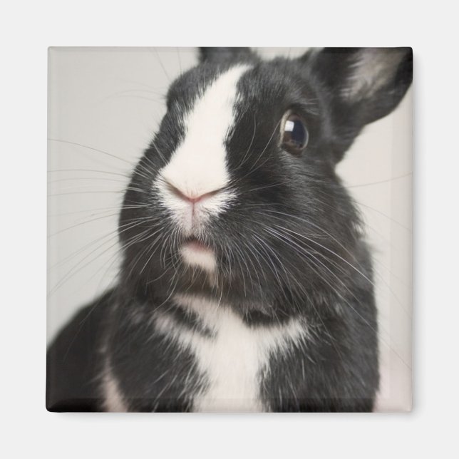 Aimant Lapin noir et blanc surpris (Devant)