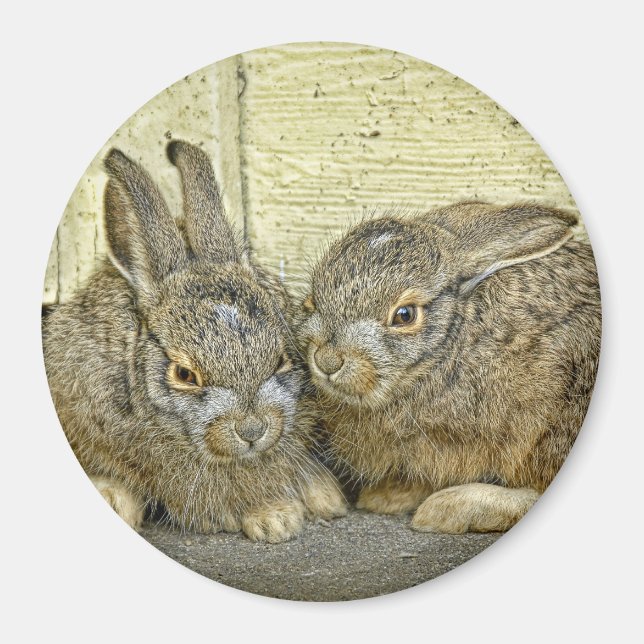Aimant lapin (sauvage) (Devant)