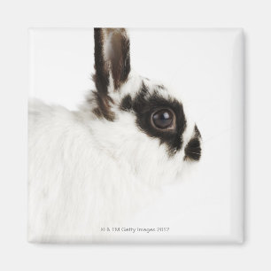 Aimant Lapin Wooly du Jersey