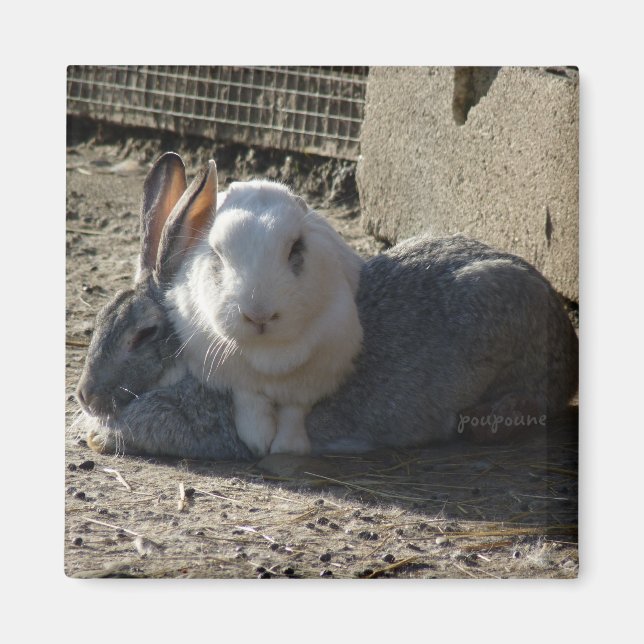 Aimant lapins mignons (Devant)