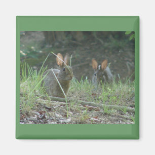 Aimant Lapins Sauvages Paire de Lapin de Cottontail Orien