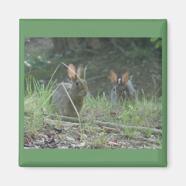 Aimant Lapins Sauvages Paire de Lapin de Cottontail Orien (Devant)