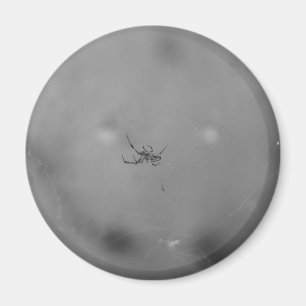 Aimant Larinioides sclopetarius