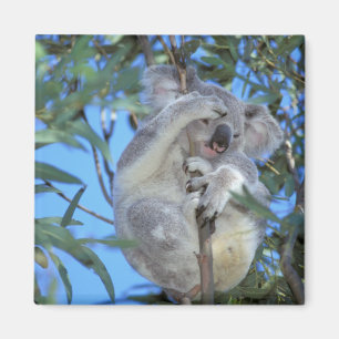 Aimant L'Australie, koala Phasclarctos Cinereus)