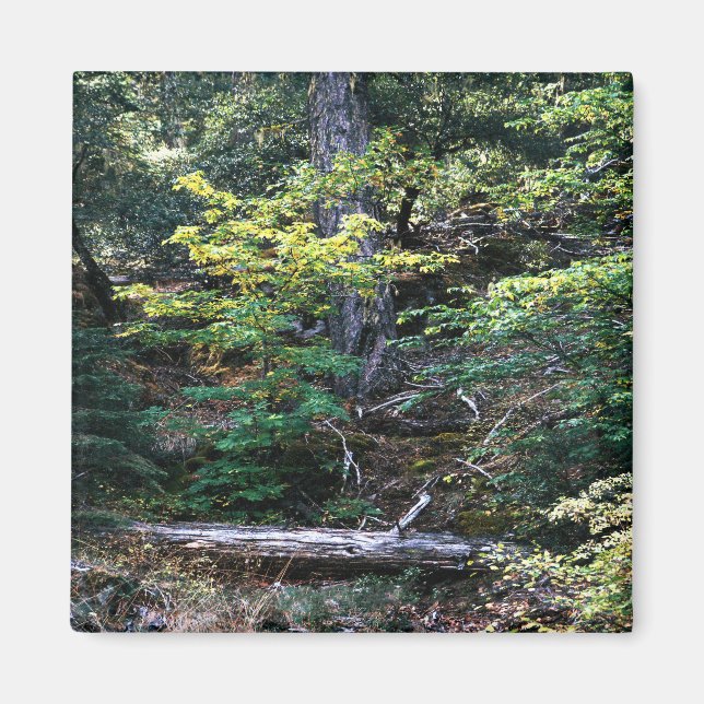 Aimant L'automne est là........ (Devant)