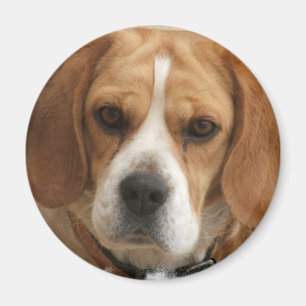 Aimant Le beagle décrit autour de l'aimant