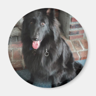 Aimant Le Berger belge alias "Le Loup noir"