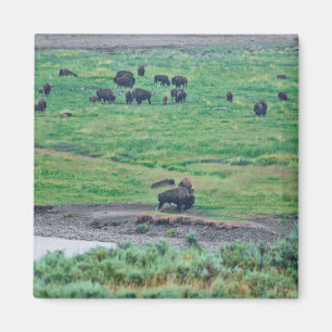 Aimant Le bison américain