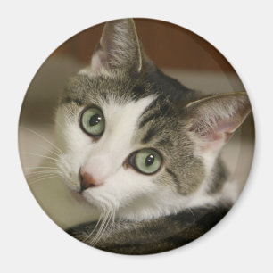 Aimant Le bouton de tigre le plus minuscule