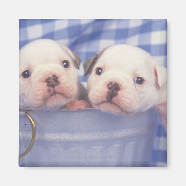 Aimant Le Bulldog, souvent appelé le Bulldog anglais, (Devant)