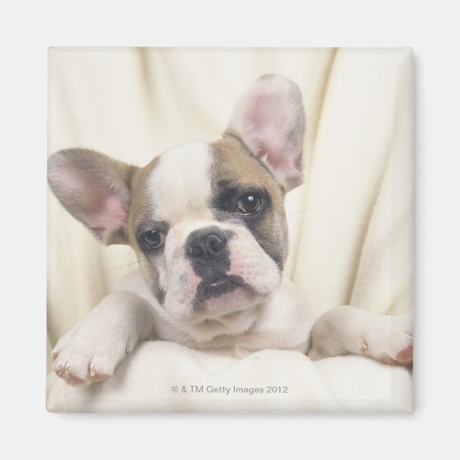 Aimant Le Bulldog, souvent appelé le Bulldog anglais, 2 (Devant)