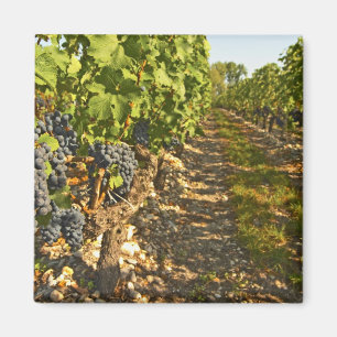 Aimant Le Cabernet Sauvignon vigne en rang dans la vigne