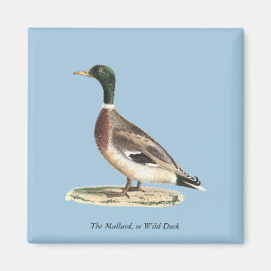 Aimant Le canard colvert ou sauvage (Anas platyrhynchos)