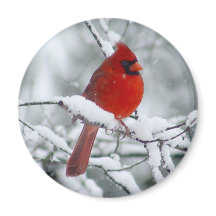 Le cardinal rouge dans l'aimant de la neige