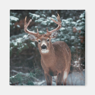 Aimant Le cerf dans l'aimant de la neige