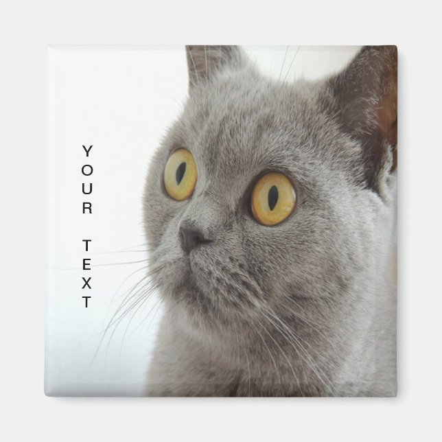 Aimant Le chat est mignon (Devant)