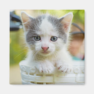 Aimant Le chaton monte un vélo