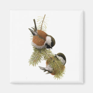Aimant Le Chickadee Châtaigne-soutenu de Fuertes