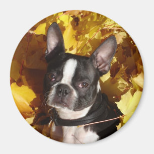 Aimant Le chien de Boston Terrier entouré par automne