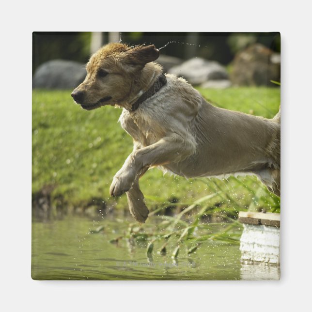 Aimant Le chien saute dans l'étang (Devant)