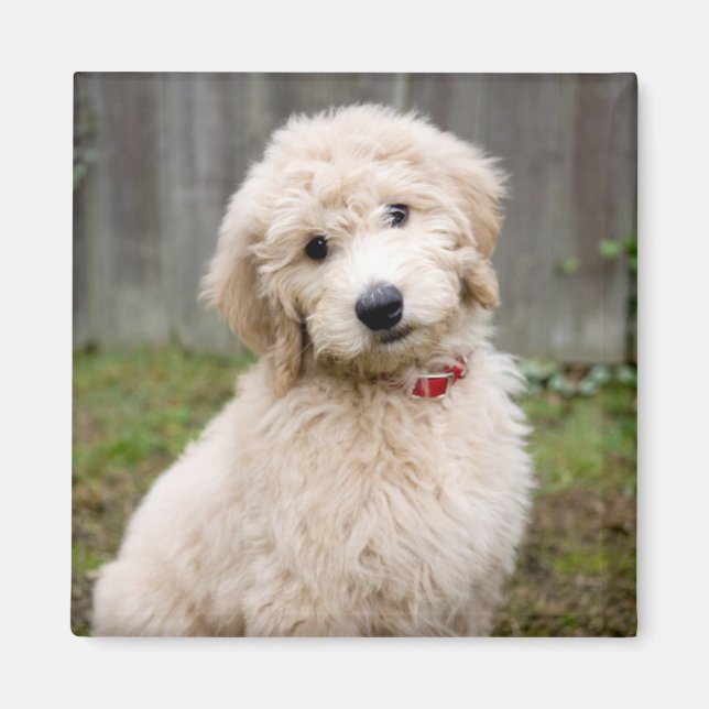 Aimant Le Chiot De Goldendoodle S'Assis Dans L'Herbe (Devant)
