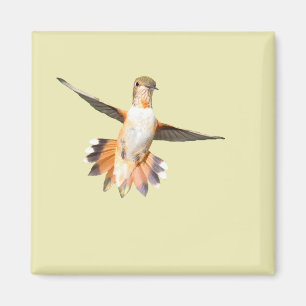 Aimant Le colibri d'Allen dans l'aimant du vol