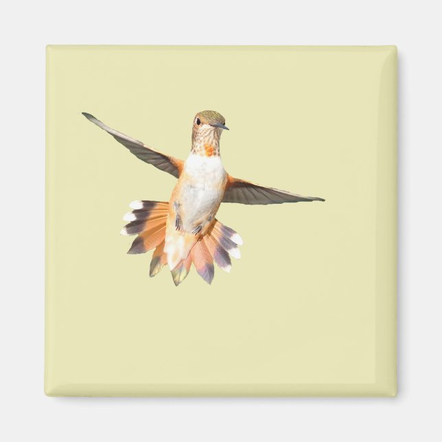 Aimant Le colibri d'Allen dans l'aimant du vol (Devant)