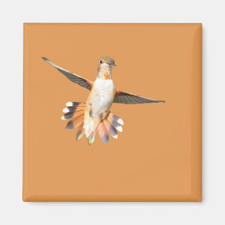 Aimant Le colibri d'Allen dans l'aimant du vol