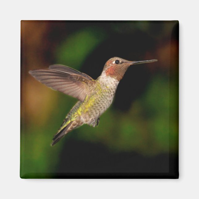 Aimant Le colibri d'Anna dans l'aimant du vol (Devant)