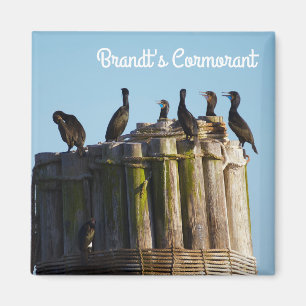 Aimant Le Cormorant de Brandt
