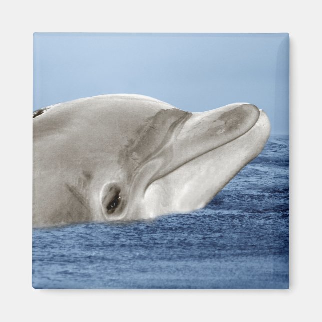 Aimant Le dauphin souriant (Devant)