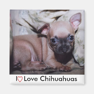 Aimant Le délice de Chihuahua Lover